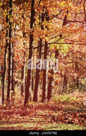 Laubbäume, junge Eichen mit roten Blättern im Herbst, Filtereffekt Stockfoto