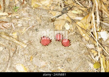 Parasita de raiz (Langsdorffia hypogäa), Parasitismo, Wurzelparasit, São Gonçalo do Rio Preto, Minas Gerais, Brasilien Stockfoto