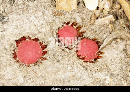 Parasita de raiz (Langsdorffia hypogäa), Parasitismo, Wurzelparasit, São Gonçalo do Rio Preto, Minas Gerais, Brasilien Stockfoto