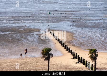 Alleinstehende Frauen, die bei Ebbe und Strand einen Hund auf Southend on Sea Foreshore spazieren. Wellenbrecher, das aus Perspektive in Schlamm führt. Von oben betrachtet Stockfoto