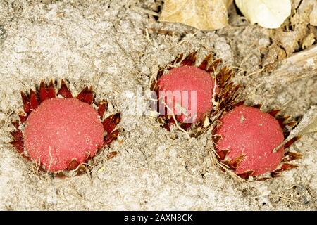 Parasita de raiz (Langsdorffia hypogäa), Parasitismo, Wurzelparasit, São Gonçalo do Rio Preto, Minas Gerais, Brasilien Stockfoto