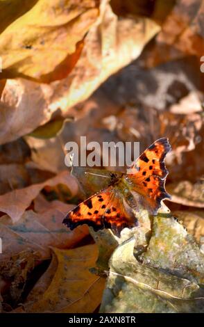 Schmetterling mit braunen Flügeln und schwarzen Fersen sitzt auf einem getrockneten Blatt Stockfoto