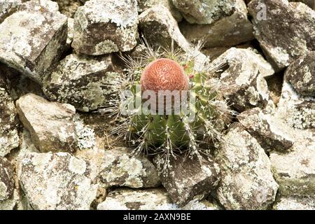 Cacto corôa-de-frade em lajedo, em fase de dispersão de sementes, Cactaceae, cabeça-de-frade, (Melocactus sp), Cactus, Boa Nova, Bahia, Brasilien Stockfoto