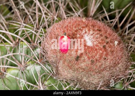 Detalhe do cefálio do cacto corôa-de-frade, Cactaceae, cabeça-de-frade, (Melocactus sp), Detail von Cacto Corôa-de-frade Cefálio, Boa Nova, Bahia, Braz Stockfoto