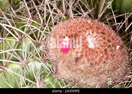 Detalhe do cefálio do cacto corôa-de-frade, Cactaceae, cabeça-de-frade, (Melocactus sp), Detail von Cacto Corôa-de-frade Cefálio, Boa Nova, Bahia, Braz Stockfoto