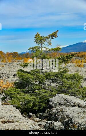 Der Nisga'a Memorial Lava Bed Provincial Park ist ein Provinzpark im Nass River Tal im Nordwesten von British Columbia, Kanada, etwa 80 km Stockfoto