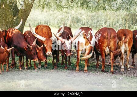 Gruppe Herde von Kühen Bullen Ankole-Watusi essen Gras im Freien auf Wiese. Viele wilde Rinde mit großen Hörnern, die draußen im Sommer da im Schatten stehen Stockfoto