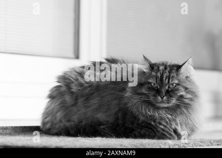 Langhaariges Haustier der sibirischen Rasse in der entspannten, hypoallergenen Katze Stockfoto