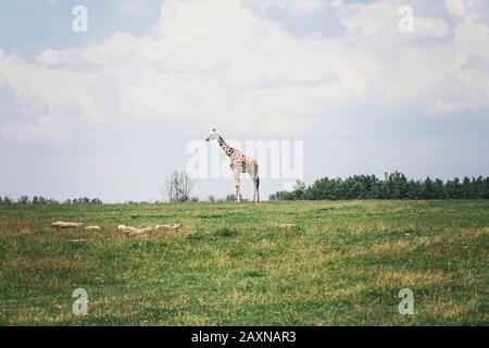 Eine hohe Giraffe, die am Sommertag im Savannenpark steht. Große exotische Tiere, die auf grüner Wiese weit entfernt spazieren. Wilde Arten im natürlichen Lebensraum. Loneline Stockfoto