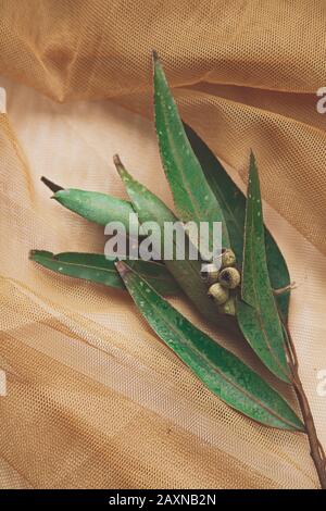 Blätter von Eucalyptus im abstrakten Fischnetzhintergrund. Ruhiges und natürliches Bild der Kiste (Pfefferminze) Stockfoto