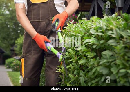 Anschnitt des inkognito-älteren Mannes mit grauem Bart, der Uniform trägt und Sommerhut überwucherte Büsche mit großer Schere schneidet. Nahaufnahme der elderigen Arbeiter, die sich um Pflanzen im Garten kümmern. Gartenkonzept. Stockfoto