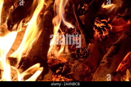 Brauner Kiefernkegel verbrennen im Feuer mit Flamme Stockfoto