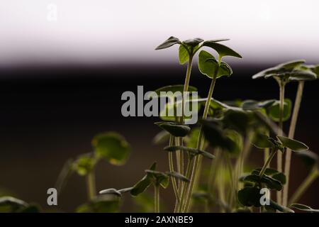 Makroaufnahme von winzigen chia Sprossen (Salvia hispanica), Küchenkräuter, Augenhöhe, Head-On-Ansicht, Hintergrundbeleuchtung und Rim-Licht, horizontales Format, Copy-Space Stockfoto