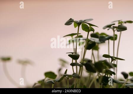 Makroaufnahme von winzigen chia Sprossen (Salvia hispanica) auf Augenhöhe, Blick auf den Kopf, von der Morgensonne nach hinten beleuchtet (horizontales Format, Kopierraum) Stockfoto