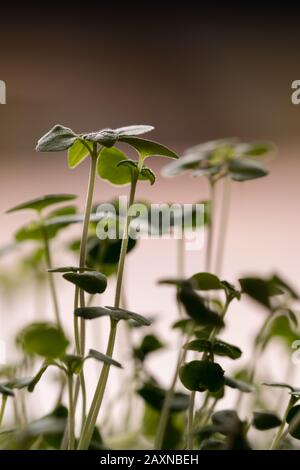 Makroaufnahme von winzigen chia Sprossen (Salvia hispanica), Küchenkräuter, Augenhöhe, Blick auf den Kopf, von der Morgensonne hinterleuchtet (vertikales Format, Kopierraum) Stockfoto