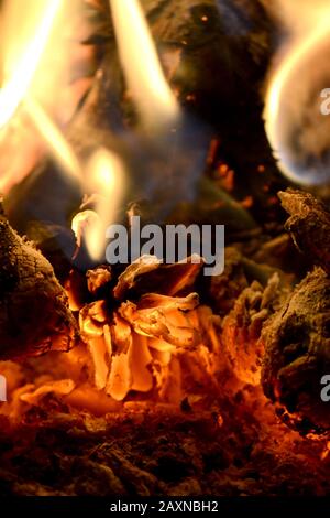 Brauner Kiefernkegel verbrennen im Feuer mit Flamme Stockfoto
