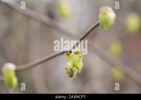 Knospe einer Corylopsis pauciflora - Butterschmalzen-Winterhasel. Stockfoto