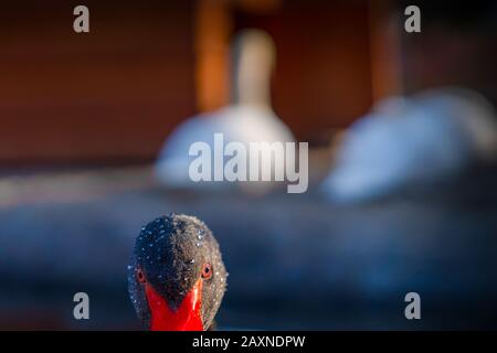 Nahaufnahme eines eleganten und schönen schwarzen Schwans und weißer Schwäne im Hintergrund. Stockfoto