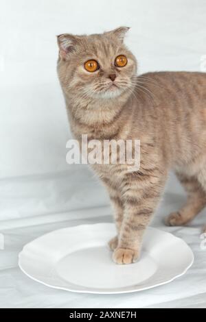 cremefarbene schottische Falzkatze mit orangefarbenen Augen setzt ihre Pfoten auf einen leeren Teller. Hungrige, süße Katze wartet auf Essen. Stockfoto