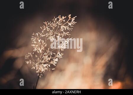 Ein wunderschönes Trockenrasen-Makro mit unscharfem Hintergrund, braunem Filter Stockfoto