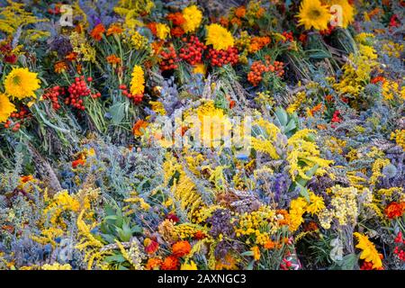 Hintergrund verschiedene Kräuter und Blumen blühen, mit Filter Stockfoto