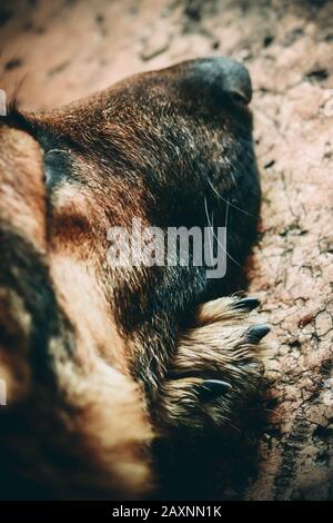 Schnauzenhund, der seine Pfote unter ihre Nahaufnahme legte Stockfoto