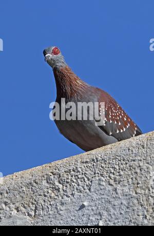 Gesprenkelte Taube (Columbia-Meerschweinchen), Erwachsene auf dem Dach Stockfoto