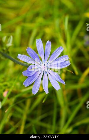 Nahaufnahme der gemeinsamen Zichorie in einem Garten unter dem Sonnenlicht Mit einem verschwommenen Hintergrund Stockfoto