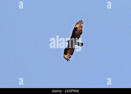 Verreaux's Eagle (Aquila verreauxii) Erwachsene im Flug Karoo, Südafrika November Stockfoto
