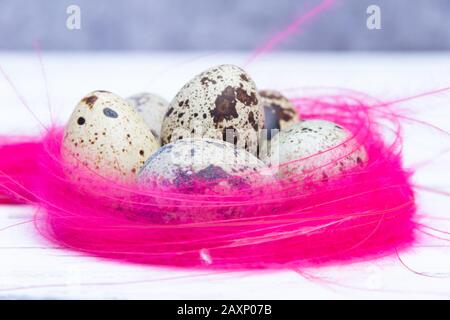 Wachteleier in rosafarbener Feder nisten auf weißem Grund. Osterkonzept. Stockfoto