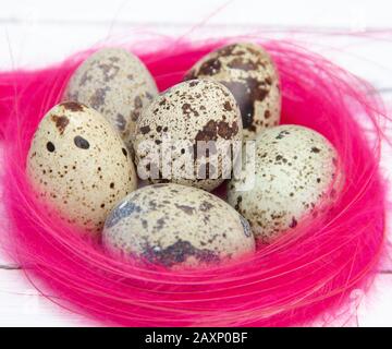 Wachteleier in rosafarbener Feder nisten auf weißem Grund. Osterkonzept. Stockfoto