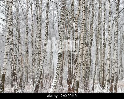 Winter-Birkenhain an einem bewölkten Tag Stockfoto