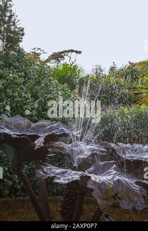 Ein Springbrunnen aus Bronze (Gunnera Manicata) in den Trebah Gardens bei Falmouth, Cornwall Stockfoto