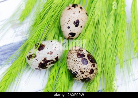 Wachteleier mit grünem Spikelett auf weißem Grund. Osterkonzept. Stockfoto