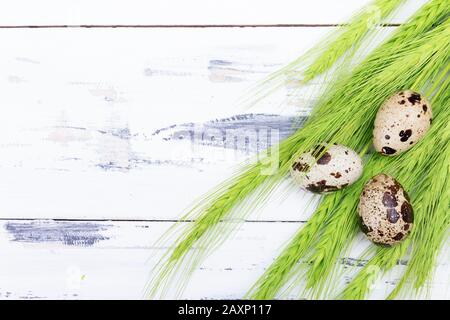 Wachteleier mit grünem Spikelett auf weißem Grund. Osterkonzept. Freier Speicherplatz. Stockfoto