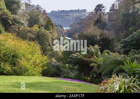 Trebah Gardens: Der Blick vom Rasenpfad hinunter zum Helford River, Cornwall, England, Großbritannien Stockfoto