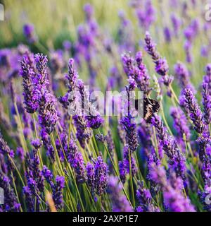 Schwarz-weißer Schmetterling auf blühenden Lavendelblüten Stockfoto