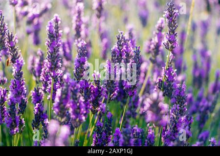 Nahaufnahme der blühenden Lavendelblüten auf einem Feld im Sommer Stockfoto