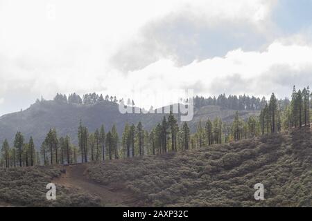 Baumreihen auf den Hügeln Stockfoto