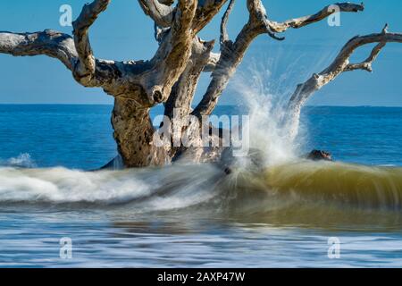Die Wellen krachen auf den Treibholzbäumen auf Jekyll Island, Georgia bei Brunswick, GA Stockfoto