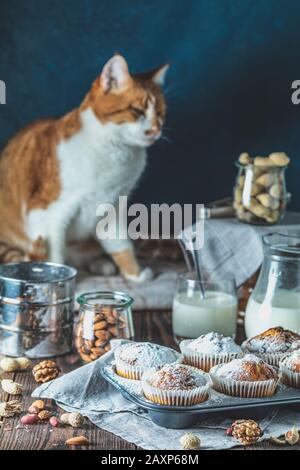 Vanillecaramel-Muffins in Papierbecher und Glas in Backwaren aus Milch auf dunklem Holzhintergrund. Süße rot-weiße Katze im Hintergrund. Köstlicher Cupcak Stockfoto