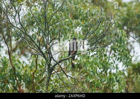 Der gelbschwellige schwarze Kakadus (Calyptorhynchus funereus), Strauch, Sitting, Wilsons Promontory National Park, Victoria, Australien Stockfoto