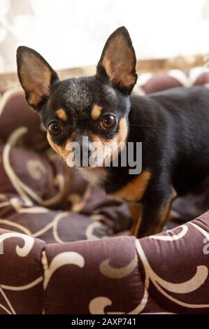 Chihuahua Heim gemütlicher Ort nach Chihuahua an Ort und Stelle. Ein Haustier. Chihuahua ist schwarz-bräunlich weiß. Hund schaut auf die Kamera Stockfoto