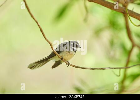 Der nördliche Fantail (Rhipidura rufimentris), Abzweig, seitwärts, sitzend, Wilsons Promontory National Park, Victoria, Australien Stockfoto