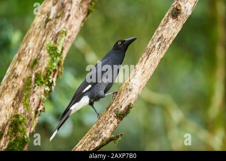 Der bepeilte Currawong (Strepera graculina), Zweigstelle, seitwärts, sitzend, O'Reilly's Rainforest, Lamington National Park, Queensland, Australien Stockfoto