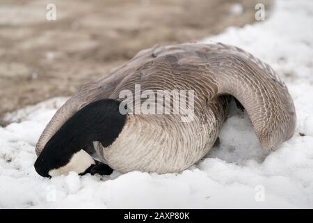 Kanadische Gänse am See Stockfoto