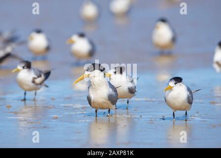 The Greater Crested tern (Thalasseus bergii), Shore, Standing, Wilsons Promontory National Park, Victoria, Australien Stockfoto