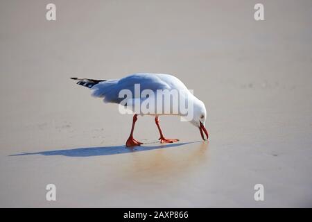 Die Silbermöwe (Chroicocephalus novaehollandiae), Shore, Stand, Wilsons Promontory National Park, Victoria, Australien Stockfoto