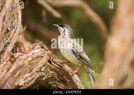 Der rote Wattlebird (Anthochaera carunculata), Zweigstelle, seitwärts, sitzend, Wilsons Promontory National Park, Victoria, Australien Stockfoto