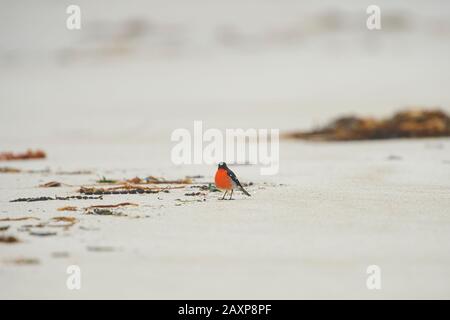 Das Flammenobin (Petroica phoenicea), Strand, Sitzen, Wilsons Promontory National Park, Victoria, Australien Stockfoto